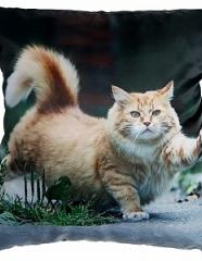 Подушка с фотопечатью Кот-спортсмен